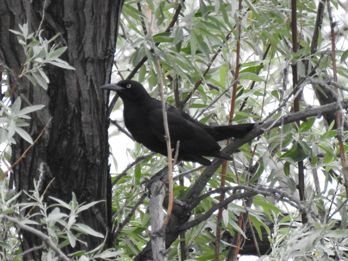 Great-tailed Grackle - ML241739481