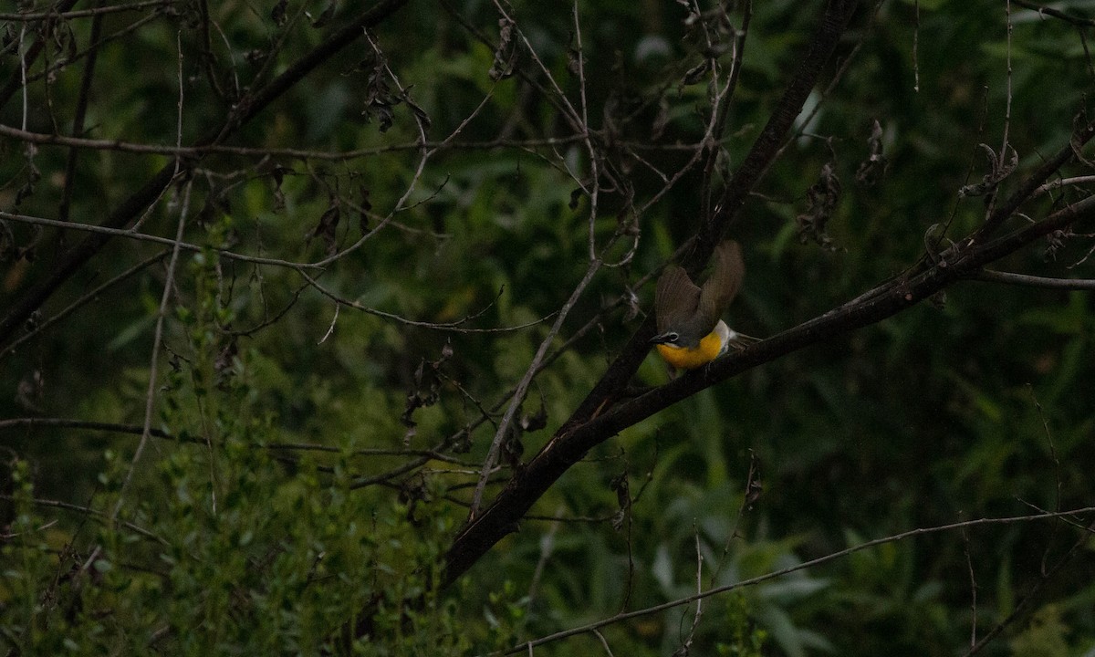 Yellow-breasted Chat - ML241739701
