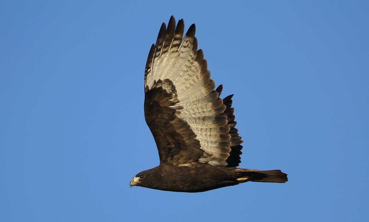 Red-tailed Hawk (Harlan's) - ML241744441