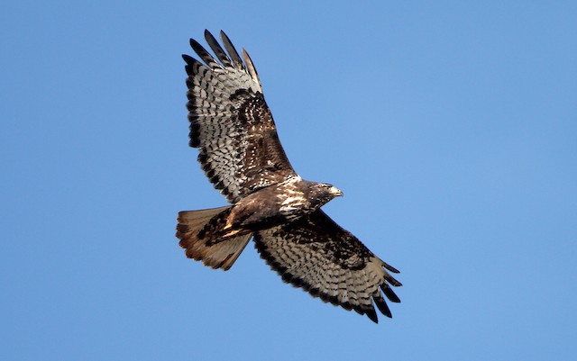 Adult dark-morph. - Red-tailed Hawk (Harlan's) - 