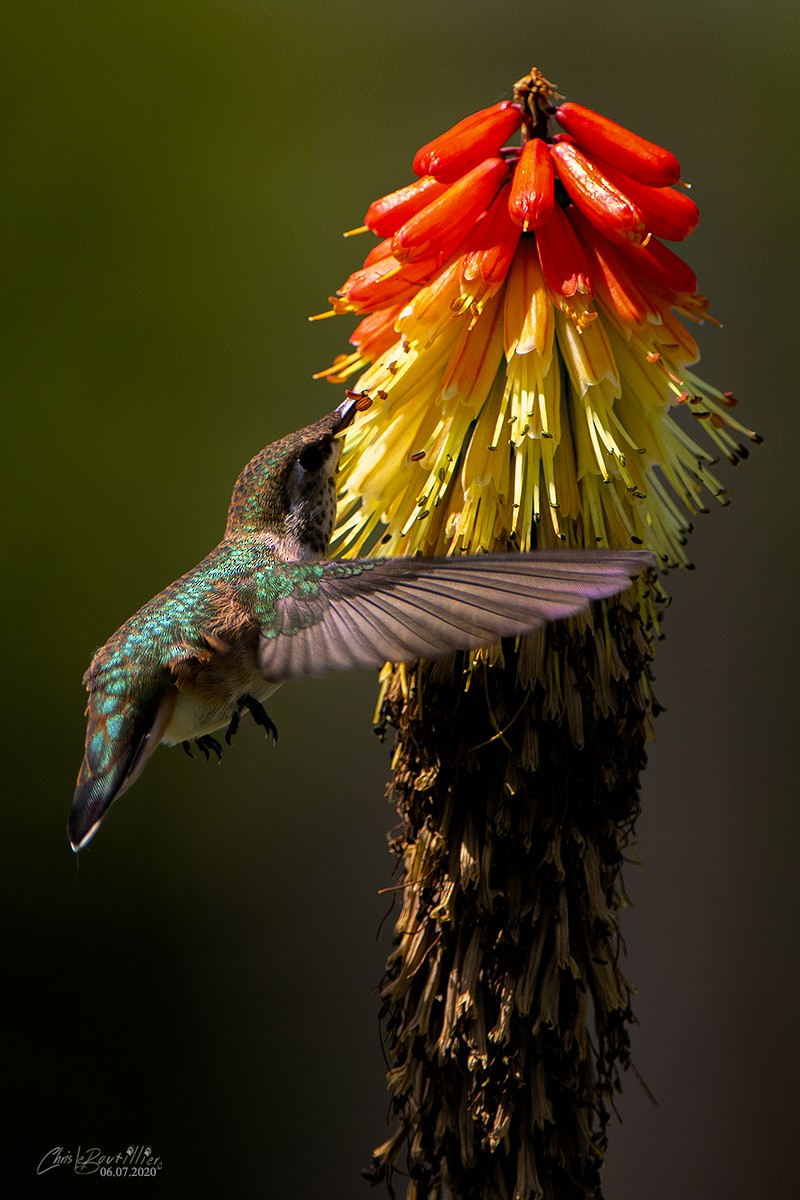 Rufous Hummingbird - ML241747441
