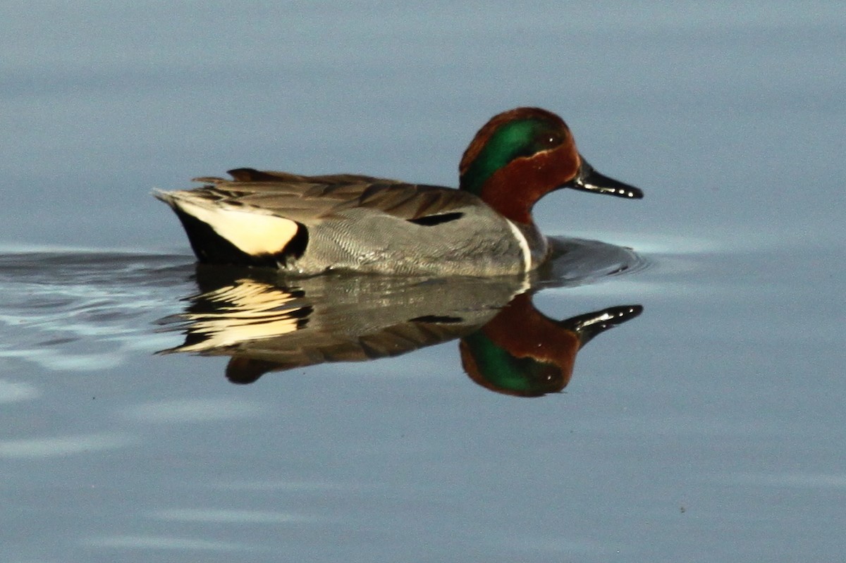 Green-winged Teal - ML241748221