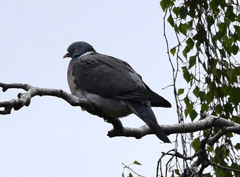 Common Wood-Pigeon - Blair Whyte