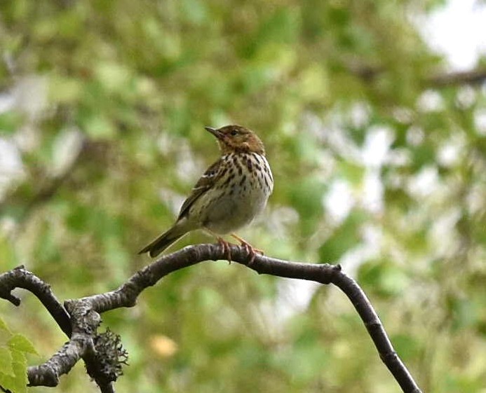 Tree Pipit - Blair Whyte