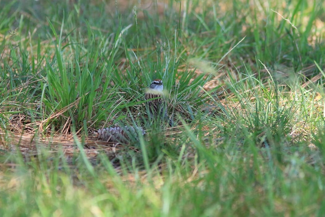 Chipping Sparrow - ML241753401