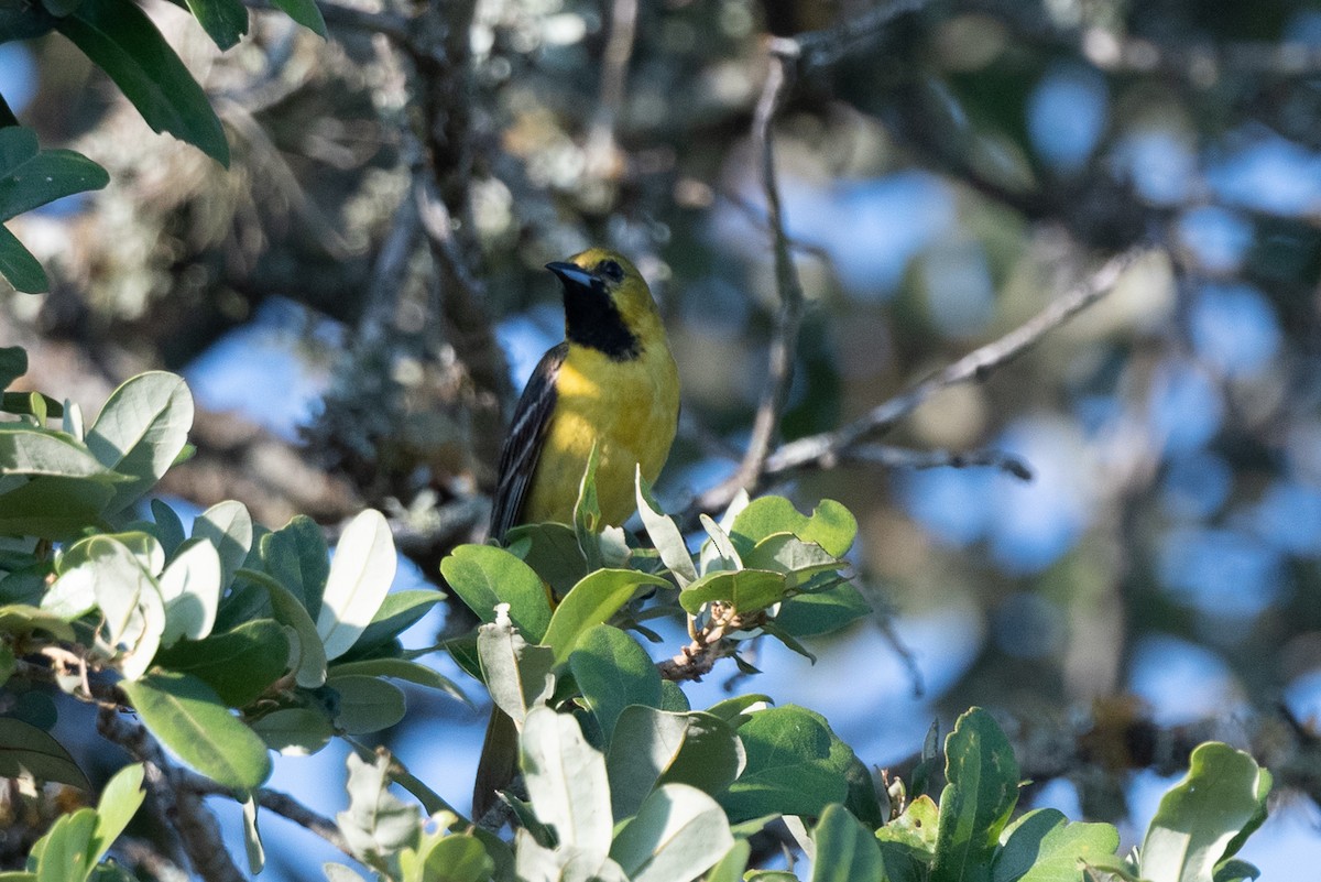 Orchard Oriole - ML241754191