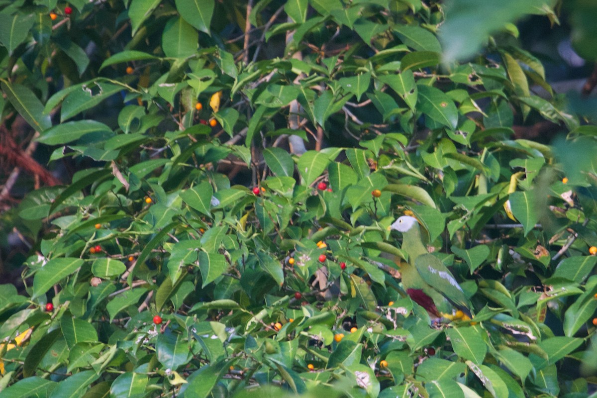 Сероголовый фруктовый голубь - ML241763101