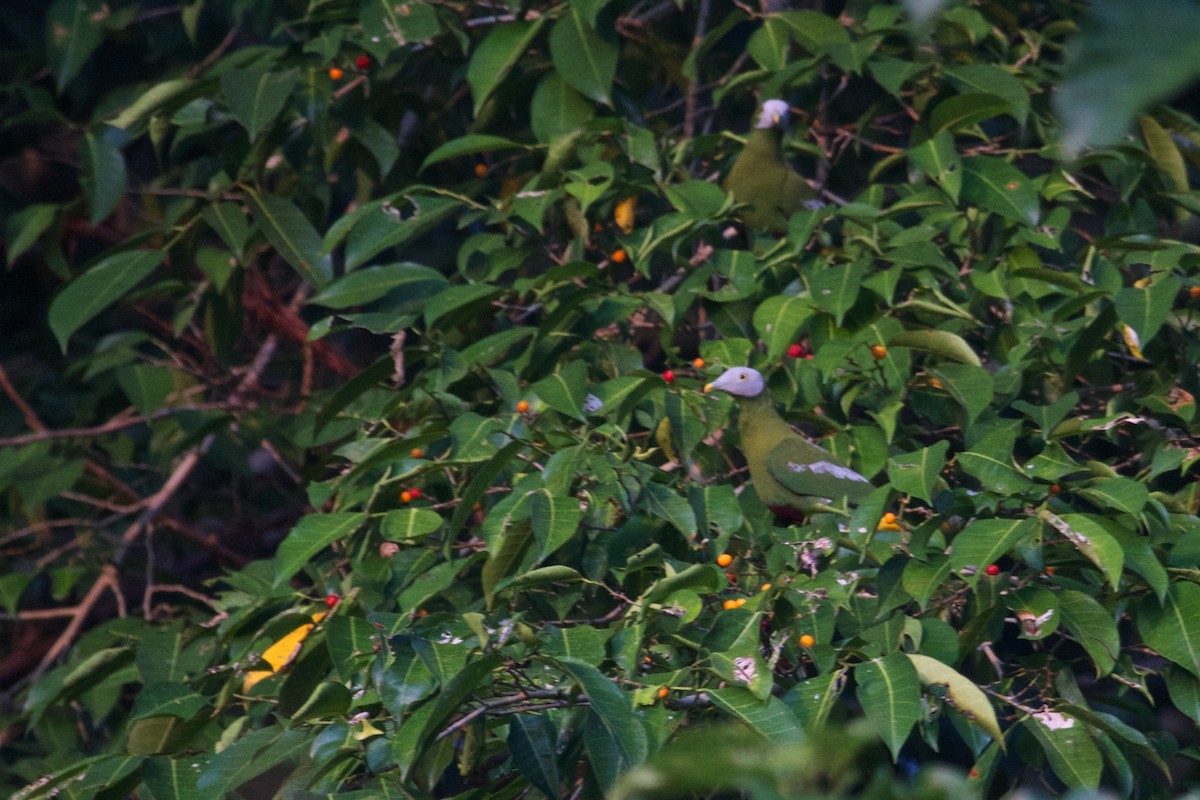 Сероголовый фруктовый голубь - ML241763111