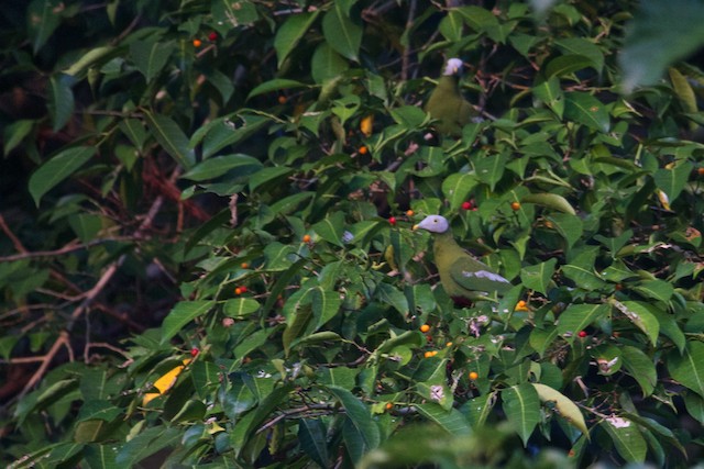 Gray-headed Fruit-Dove
