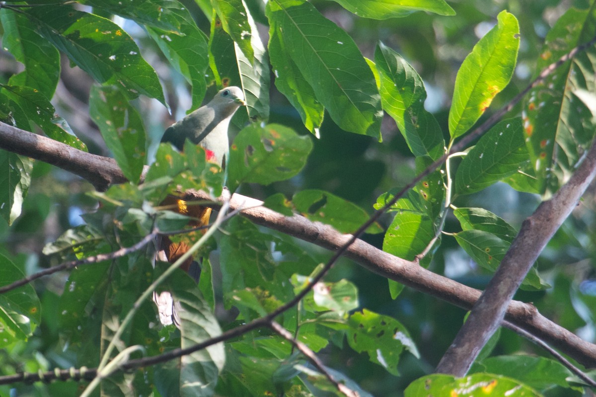 Scarlet-breasted Fruit-Dove - ML241763201