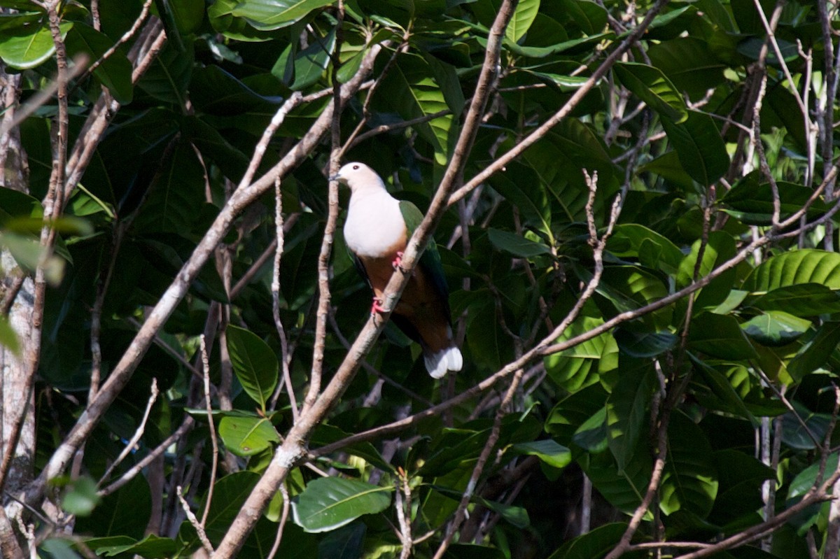 Молуккский плодовый голубь - ML241764021