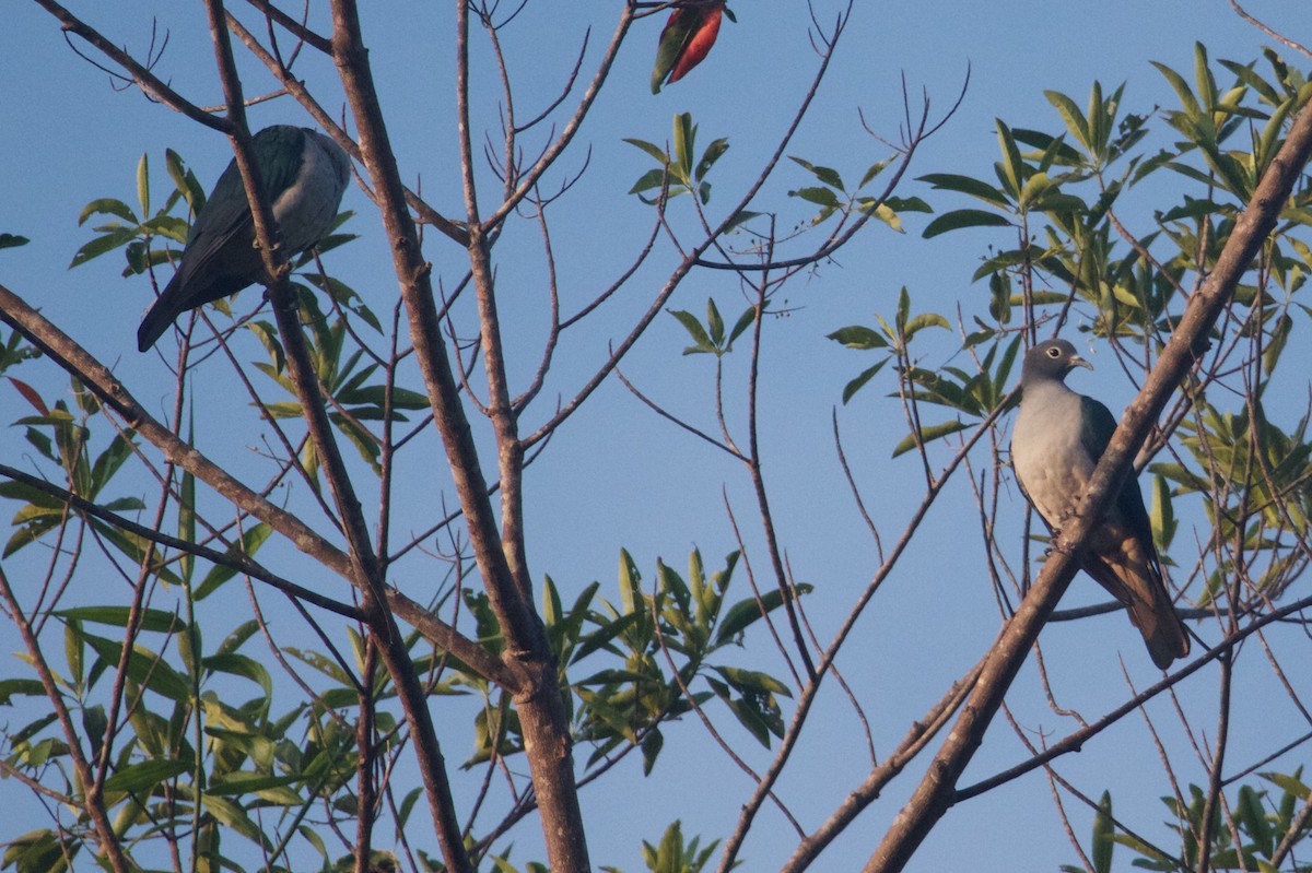 Очковый плодовый голубь - ML241764071