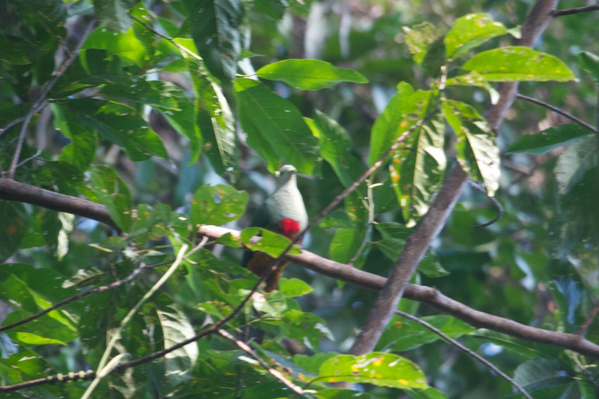 Scarlet-breasted Fruit-Dove - ML241764141