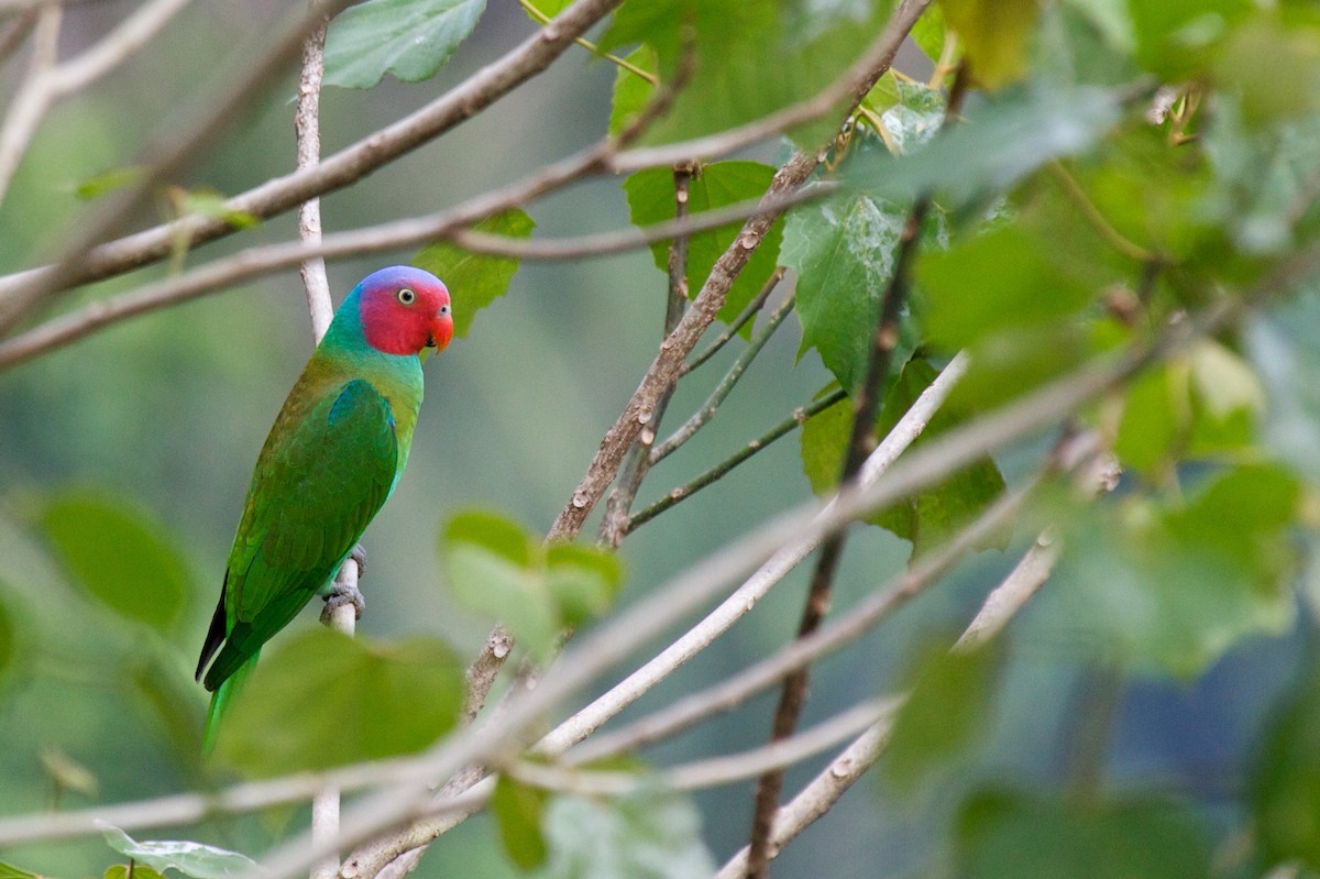 Red-cheeked Parrot - Eric Barnes