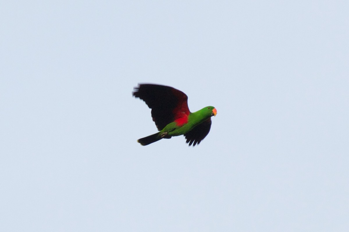 Maluku Eklektus Papağanı - ML241765551