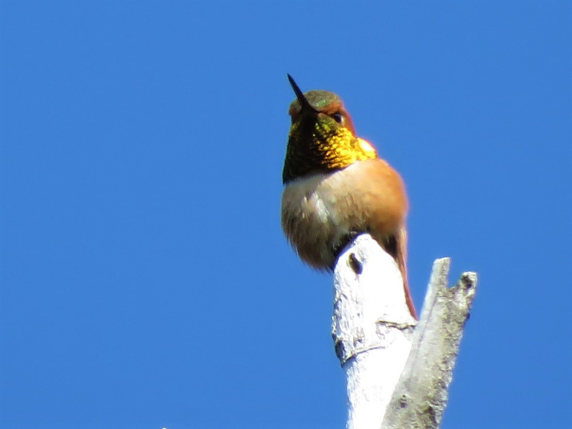 Rufous Hummingbird - ML241765671