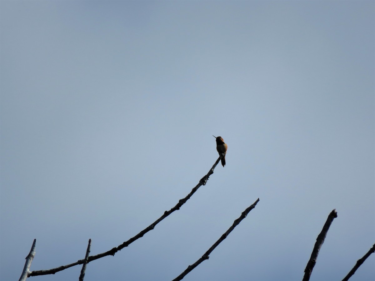 Rufous Hummingbird - ML241765801