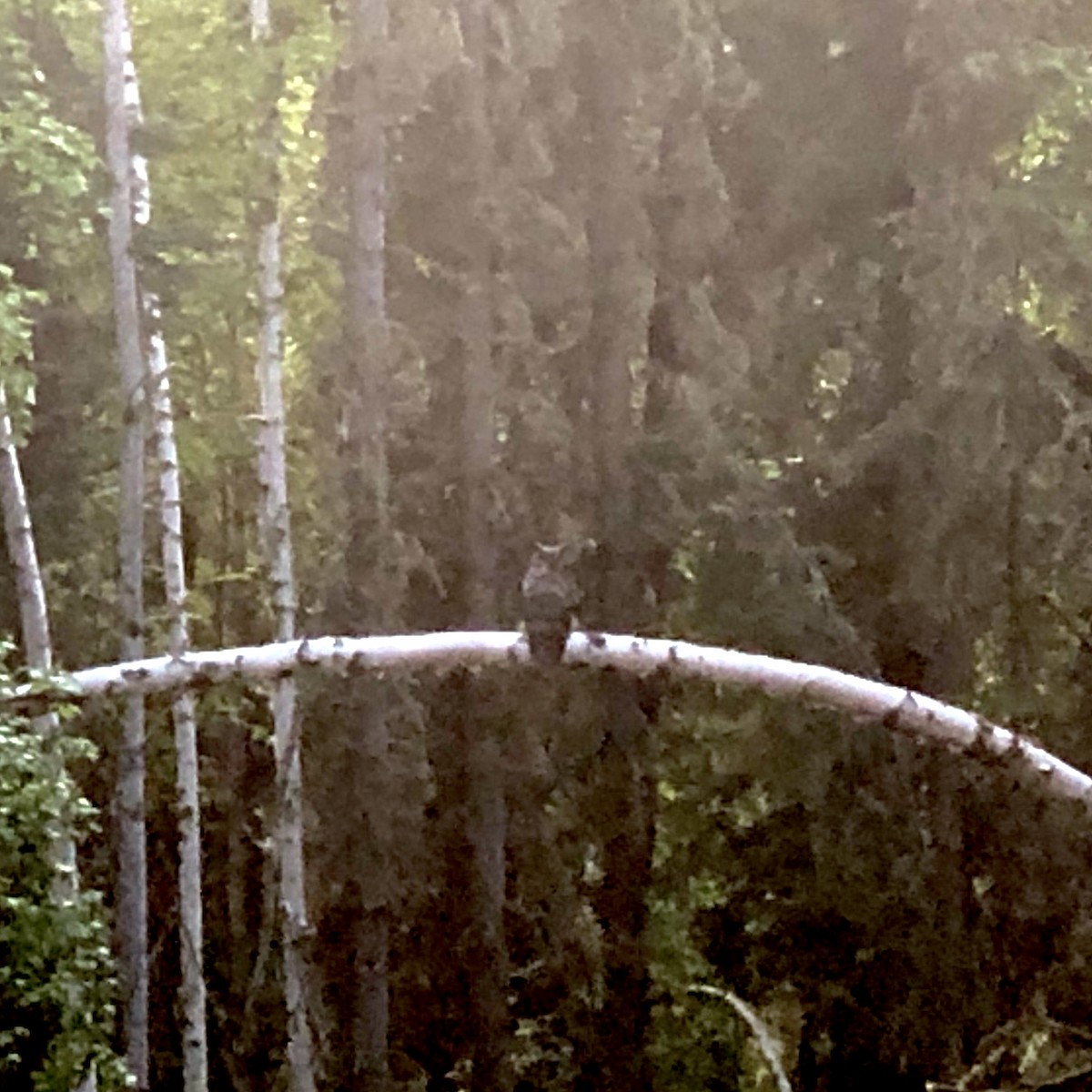 Great Horned Owl - ML241767141