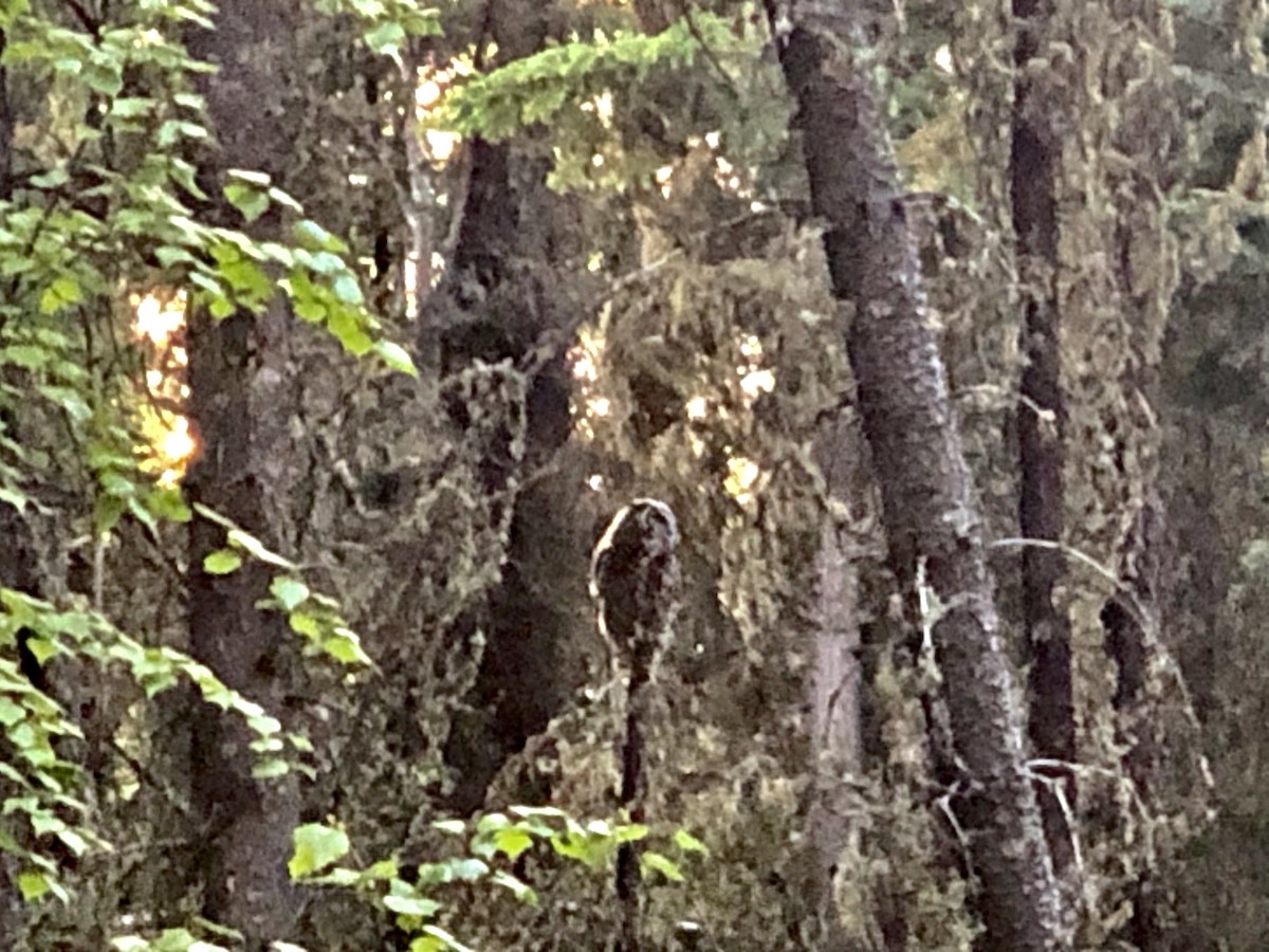 Great Horned Owl - ML241767191