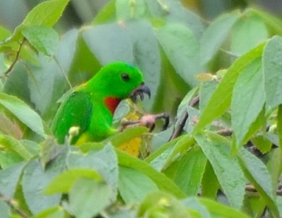Blue-crowned Hanging-Parrot - ML24176851