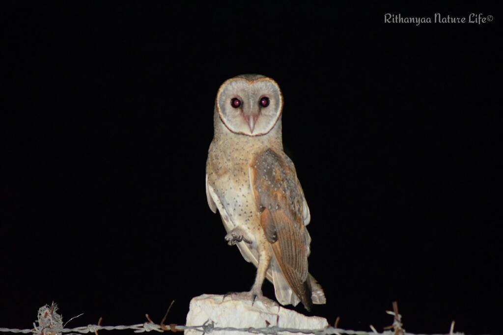 Barn Owl - Magesh Ram
