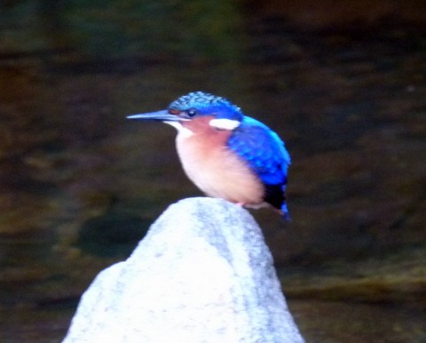 Malagasy Kingfisher - ML241770131