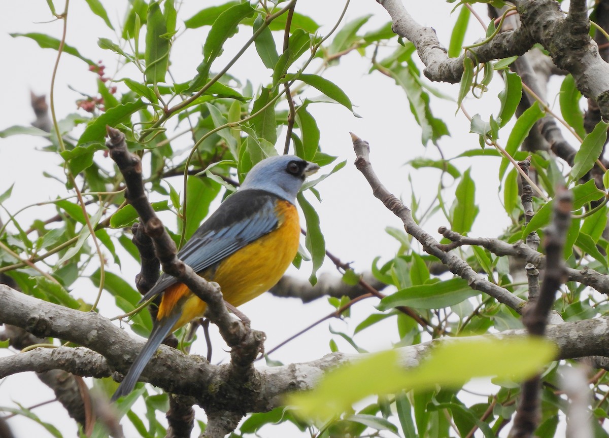 Blue-and-yellow Tanager - ML241771821
