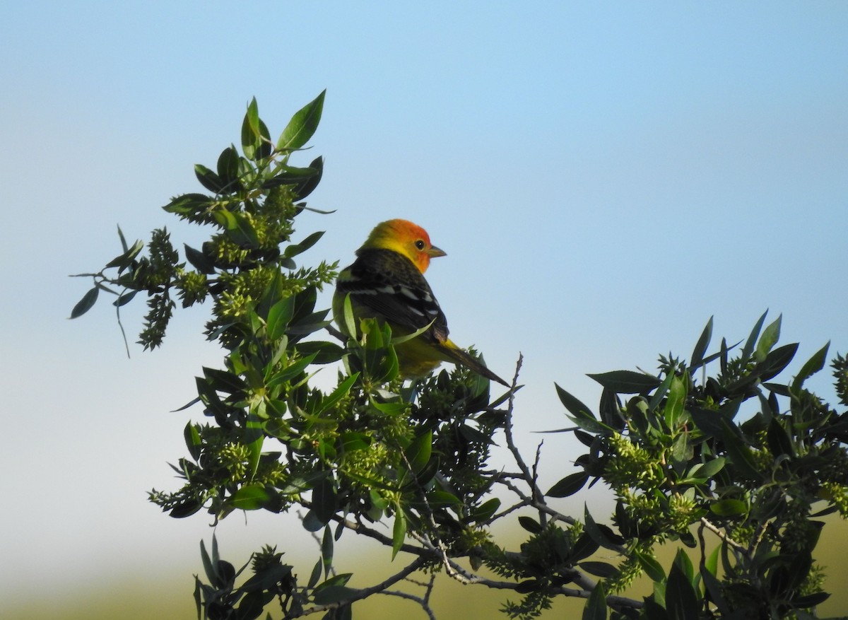 Western Tanager - ML241778961