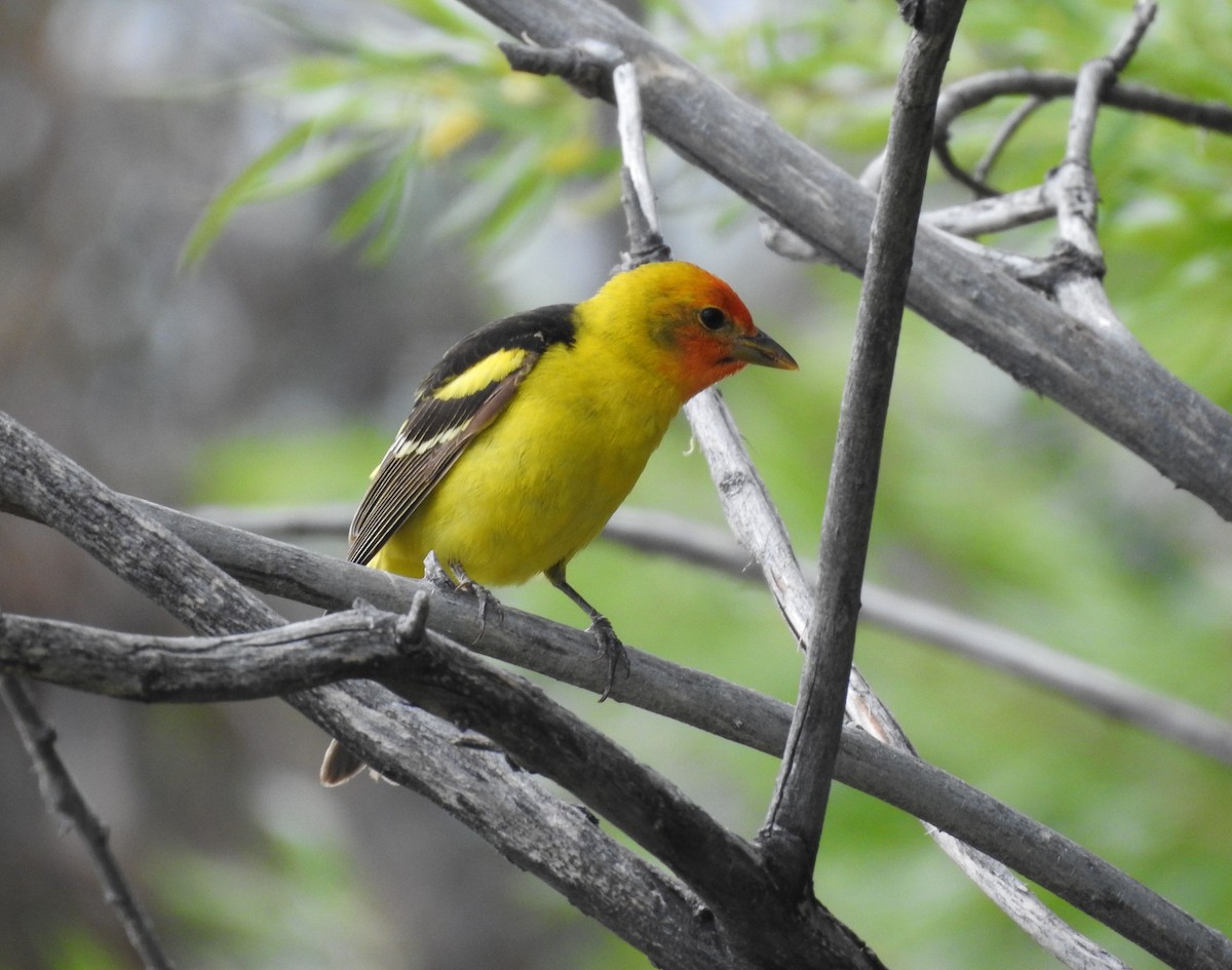Western Tanager - ML241778981
