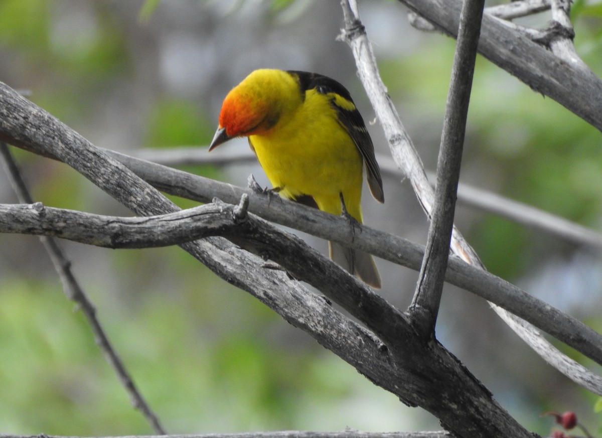 Western Tanager - ML241779051