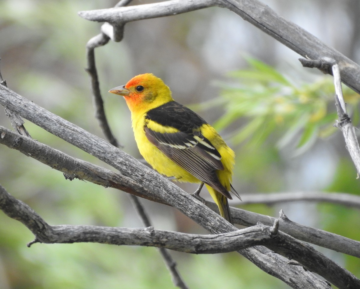 Western Tanager - ML241779091