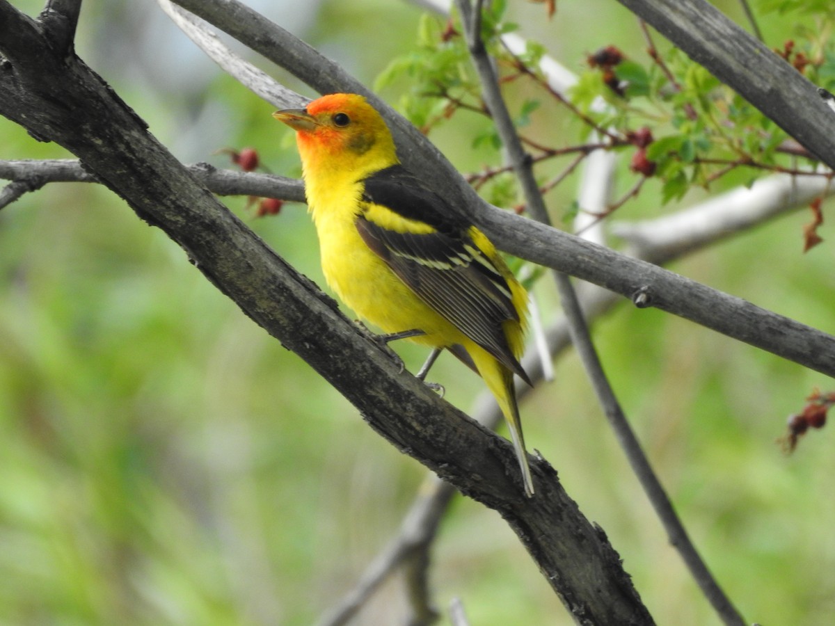 Western Tanager - ML241779101