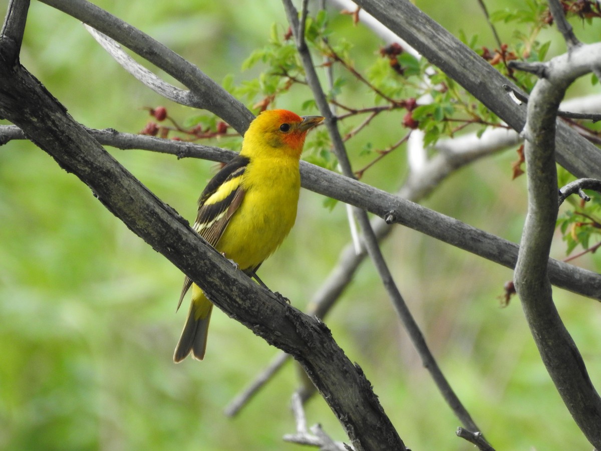 Western Tanager - ML241779121