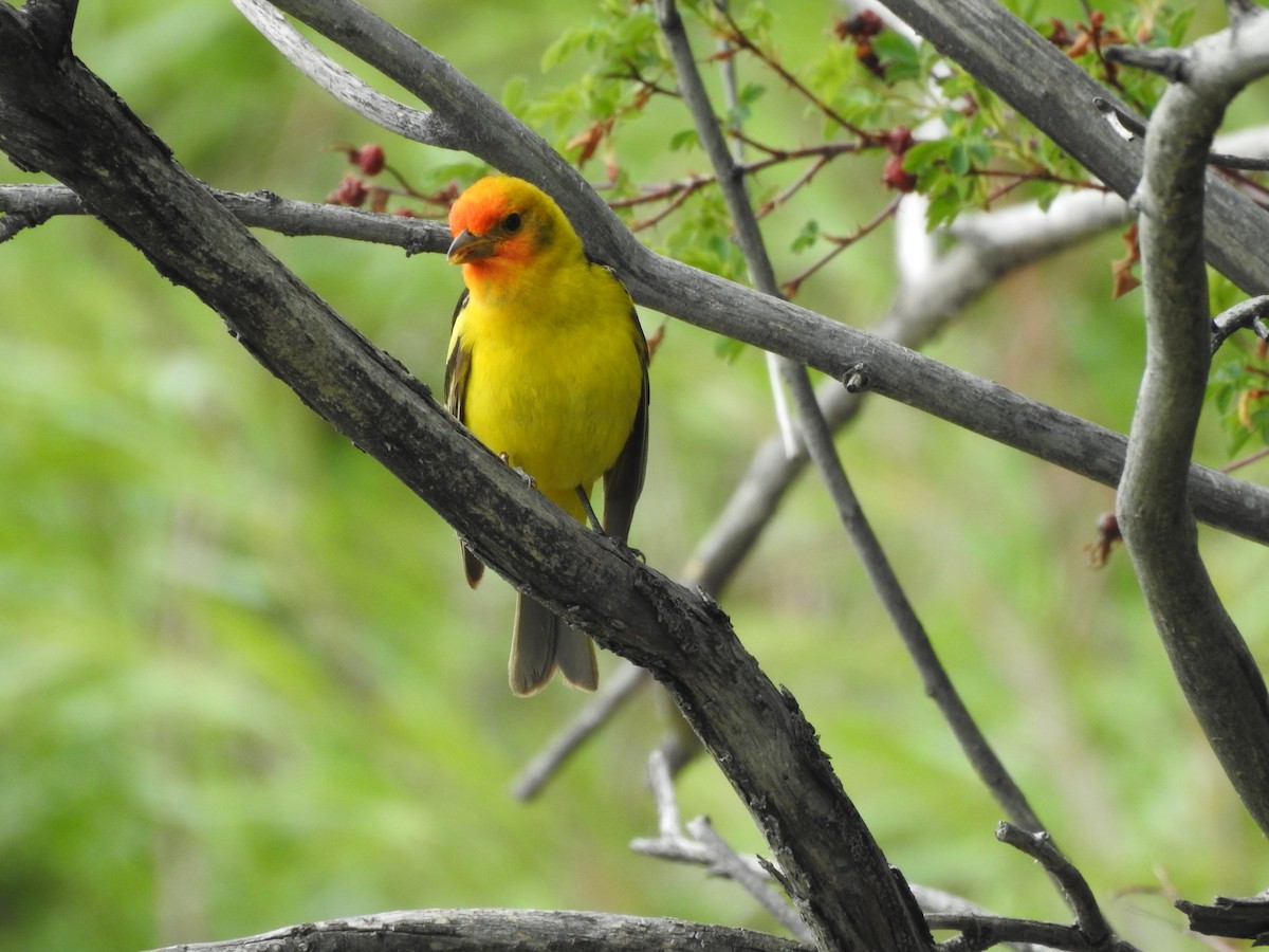 Western Tanager - ML241779151