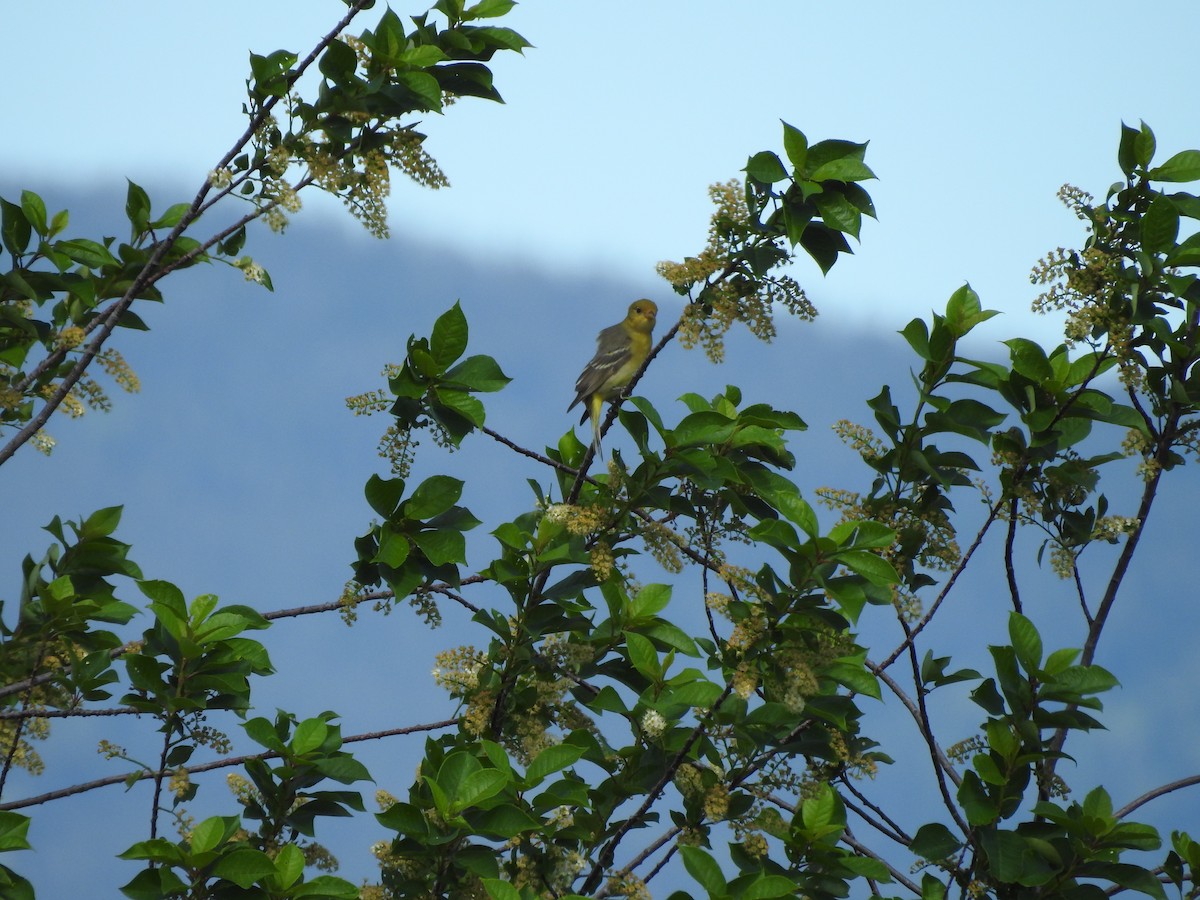 Western Tanager - ML241779181