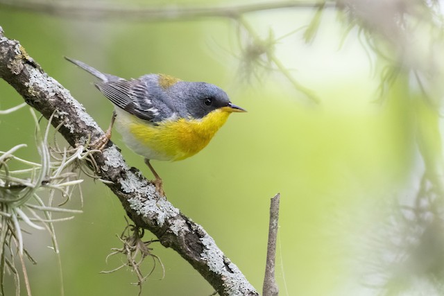 Tropical Parula - eBird