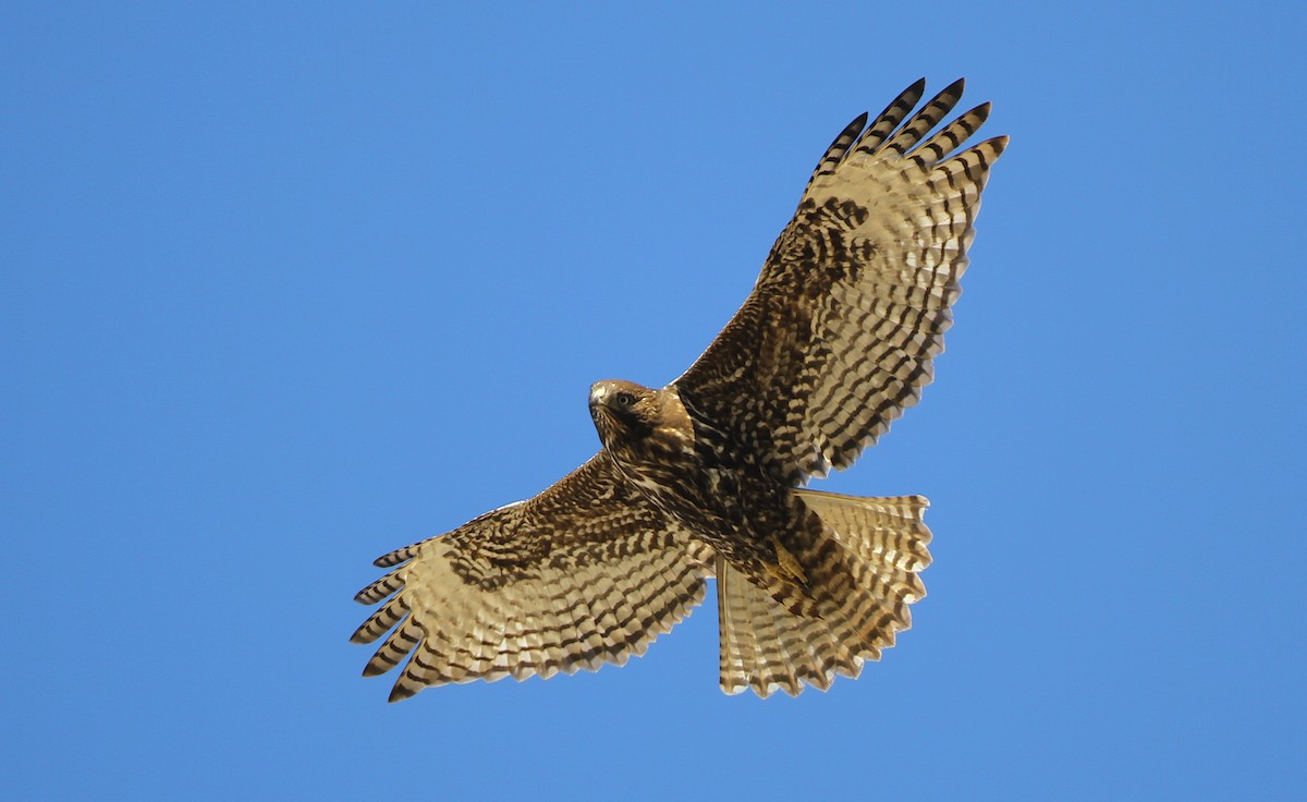 Red-tailed Hawk (Harlan's) - ML241788991