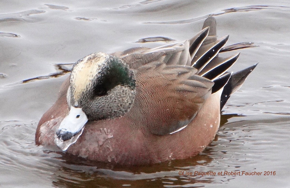 American Wigeon - Lise Paquette  Robert Faucher