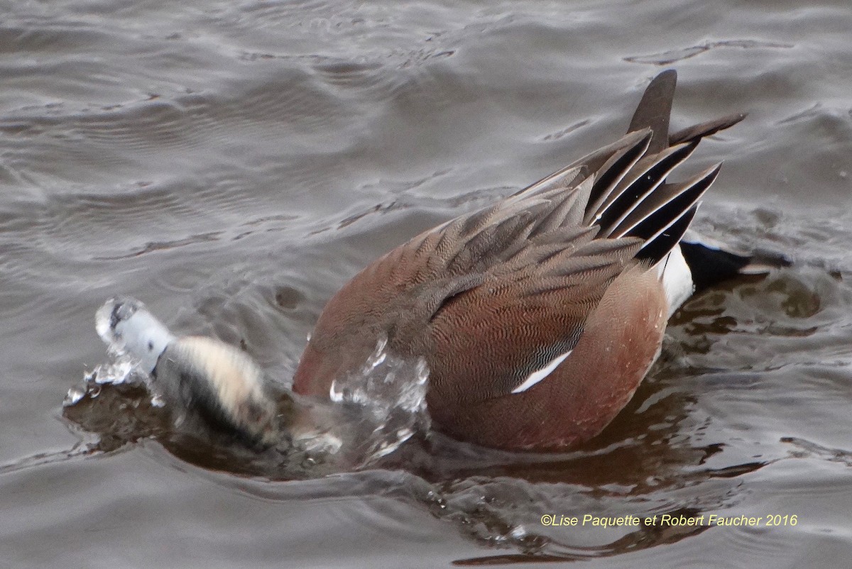 American Wigeon - Lise Paquette  Robert Faucher