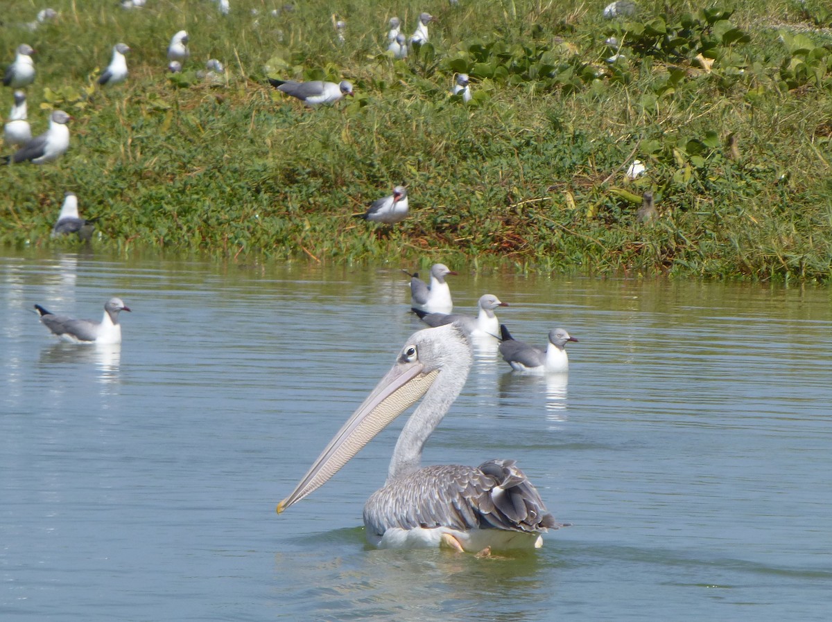 Pink-backed Pelican - ML241793341
