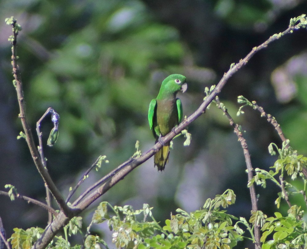 Olive-throated Parakeet (Jamaican) - Corey Finger