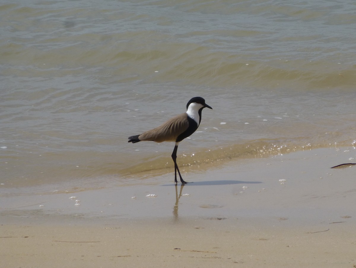 Spur-winged Lapwing - ML241794321