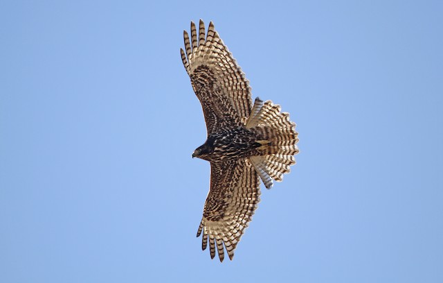 Juvenile intermediate-morph. - Red-tailed Hawk (Harlan's) - 