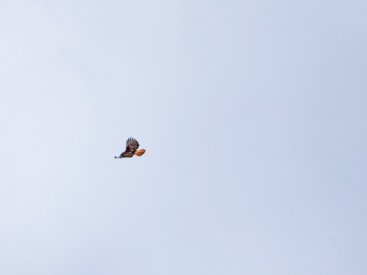 Red-tailed Hawk - ML24179541