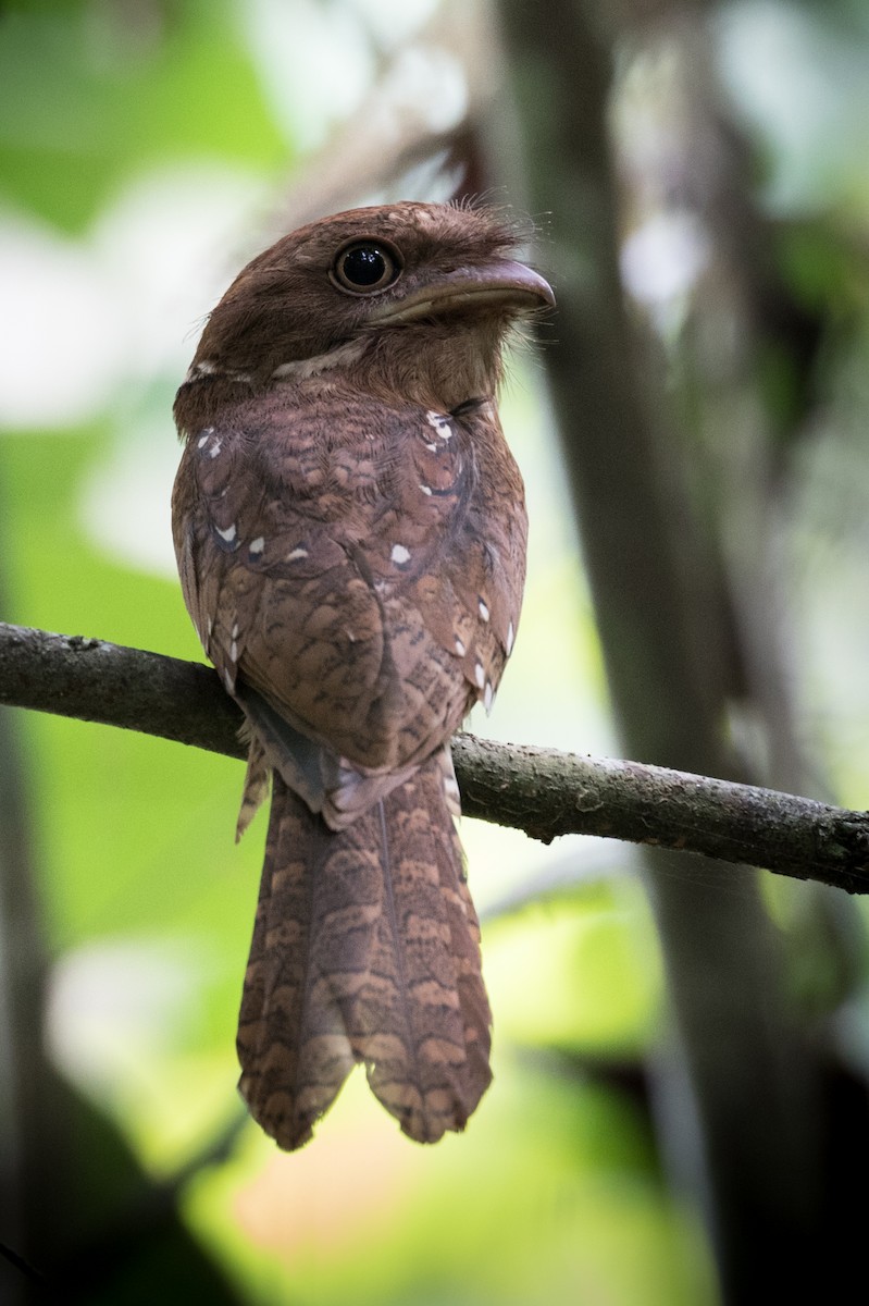 Gould's Frogmouth - ML241796401