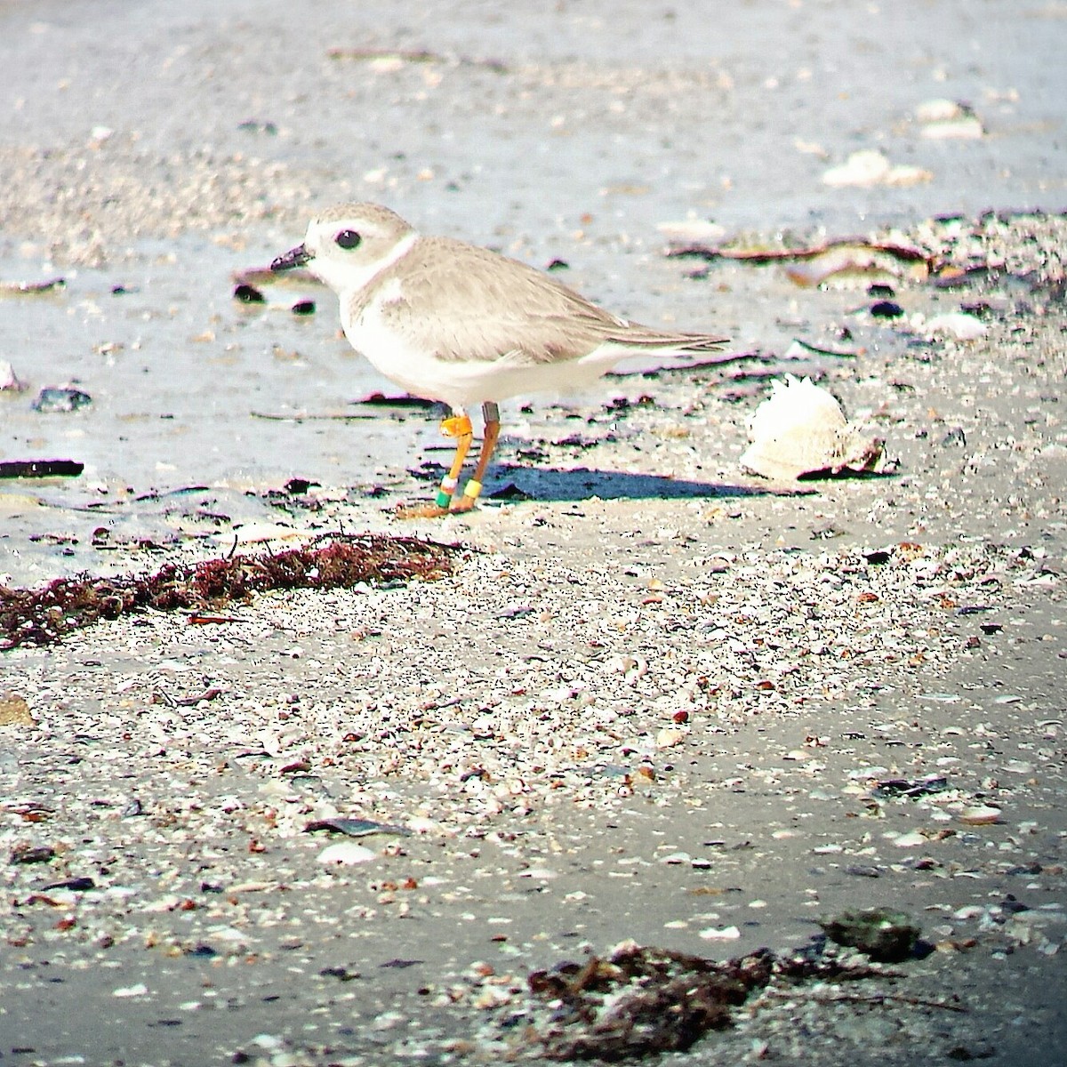 Semipalmated Plover - ML24179681