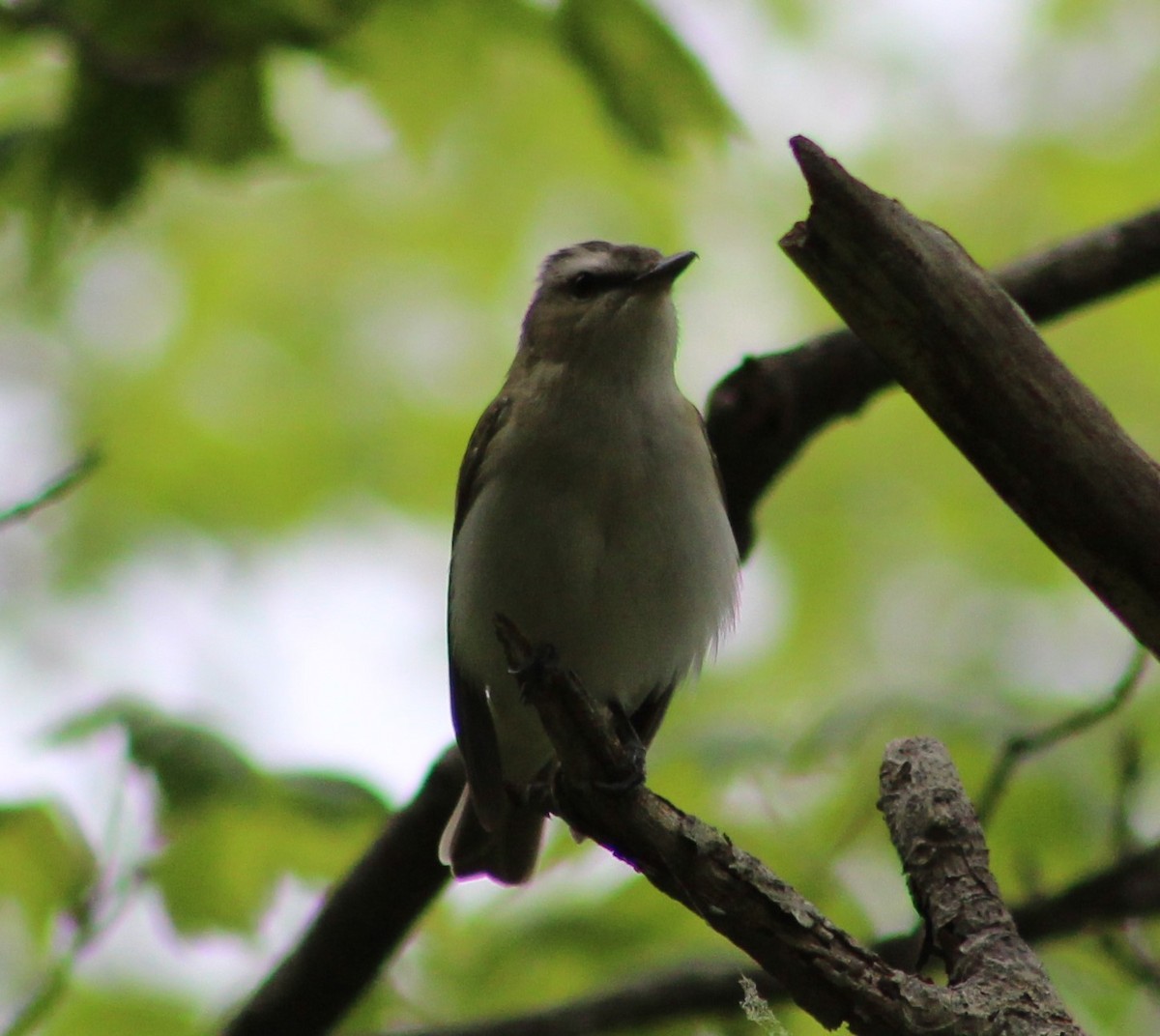 Red-eyed Vireo - Gerald Fix