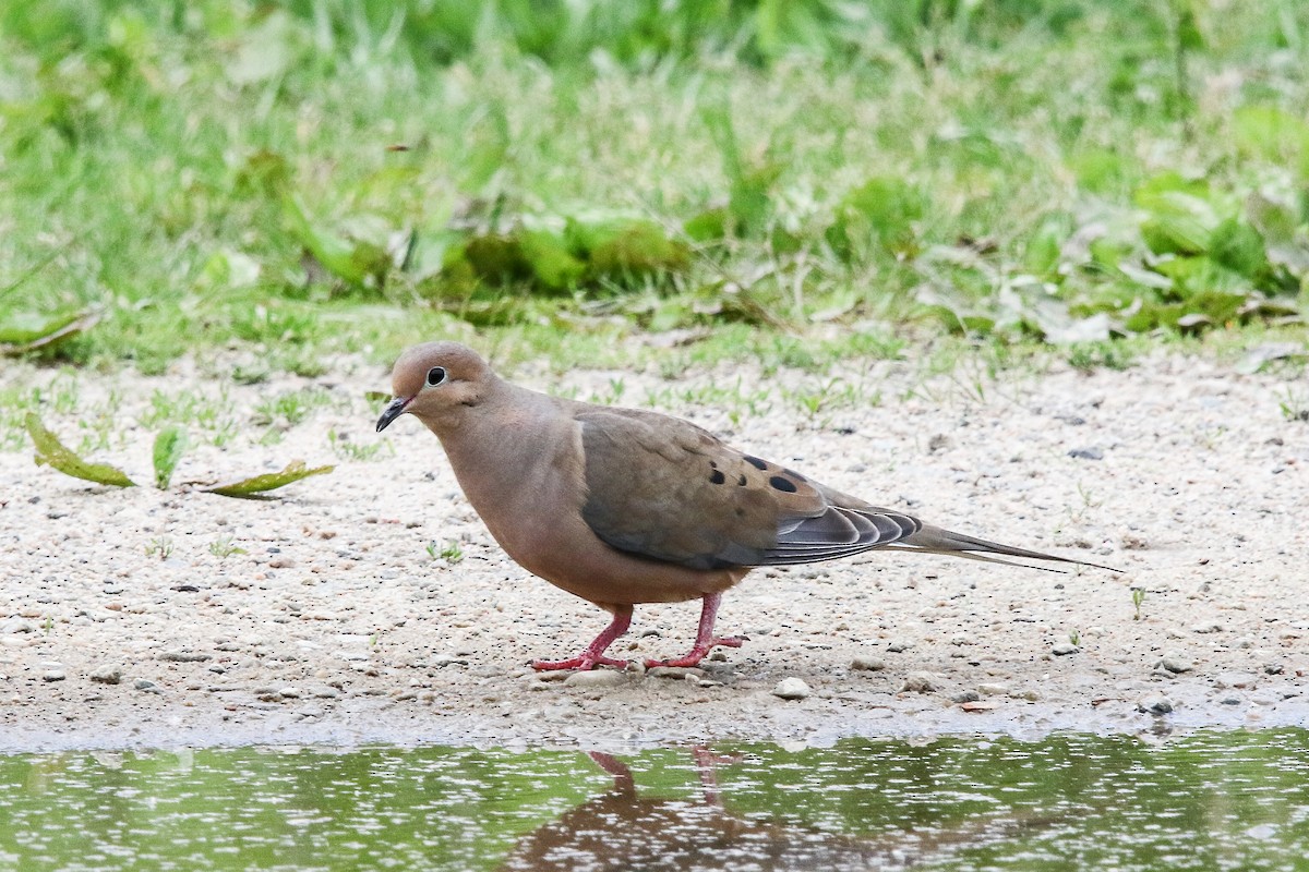 Mourning Dove - Tom Younkin