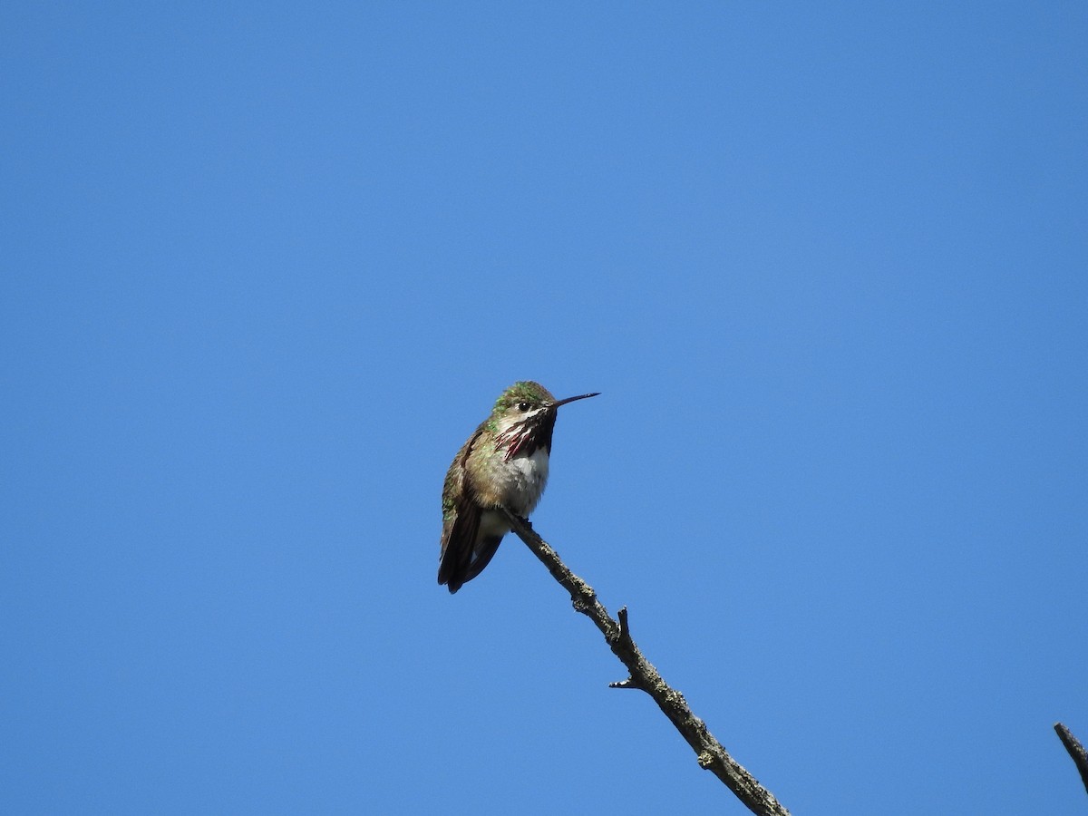 Calliope Hummingbird - Timothy Leque
