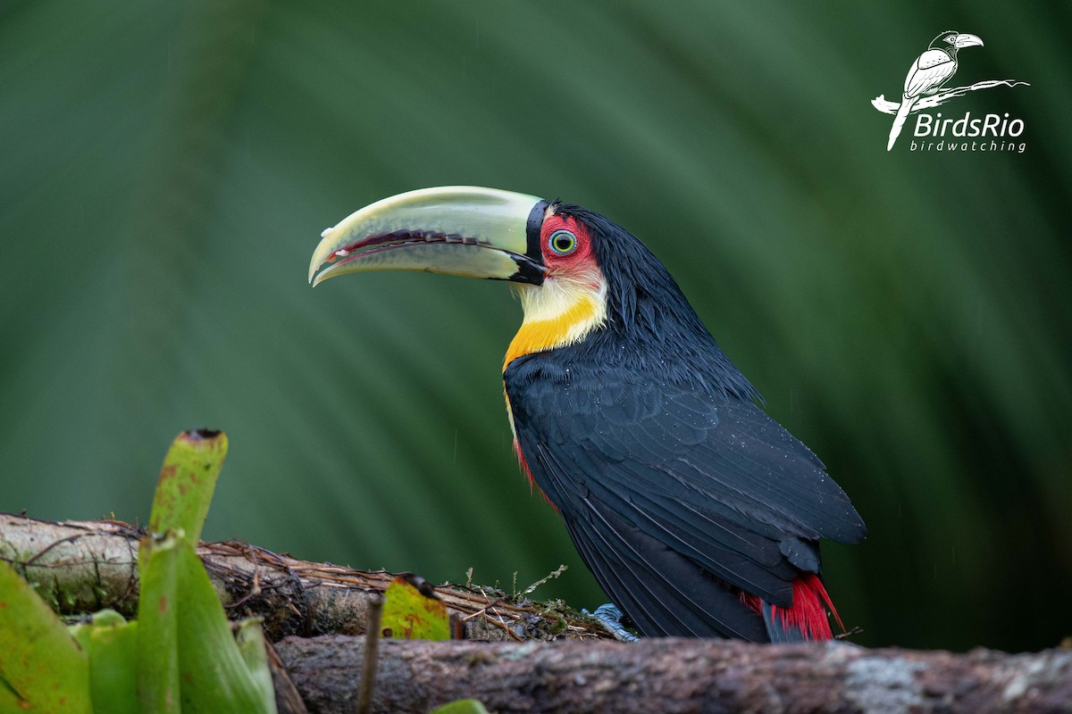 Red-breasted Toucan - ML241802731